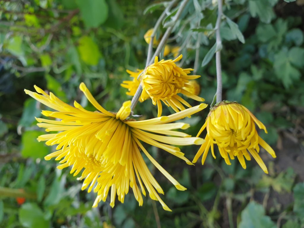 Chrysantheme Speer (Sarastro)