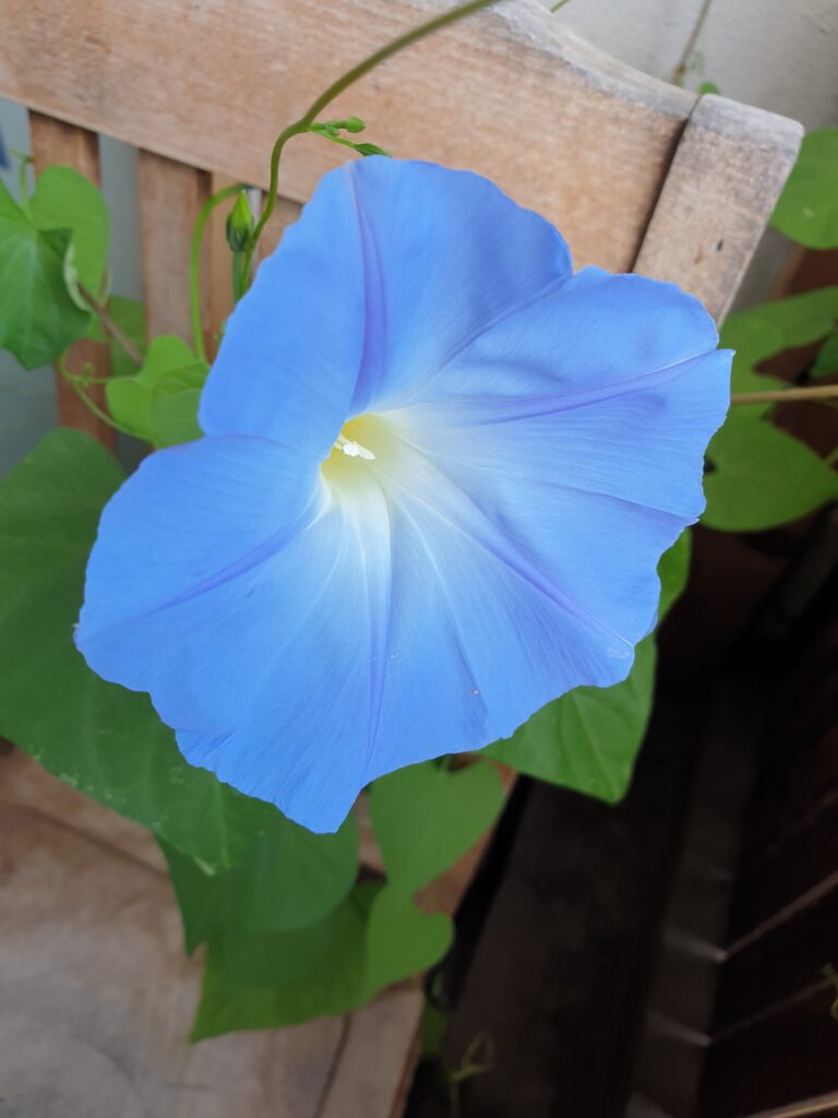 Blaue Blume - Prunkwinde