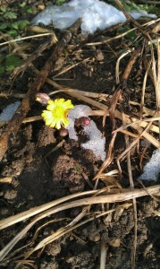 wpid-IMAG0490.jpg