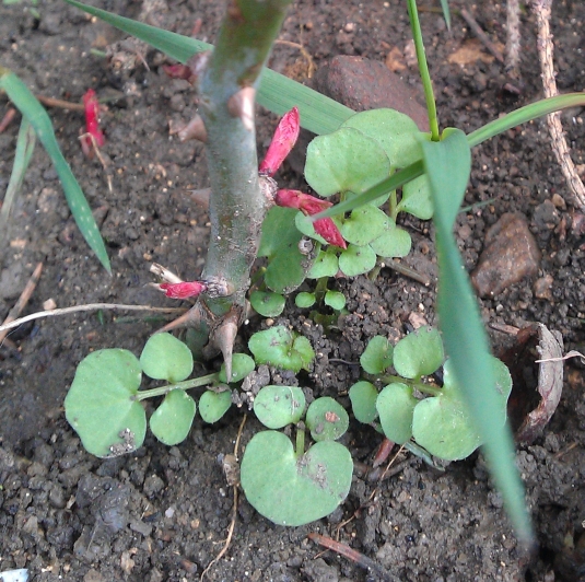 Rosen schlagen aus