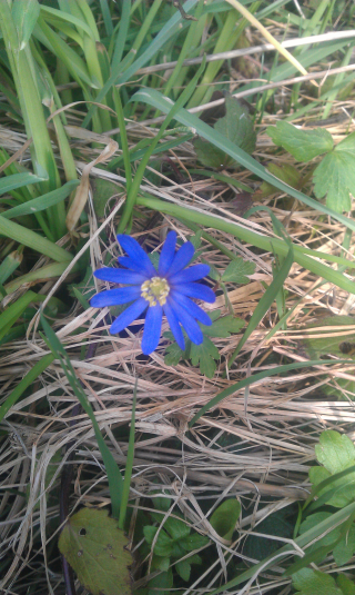 blaue_anemone