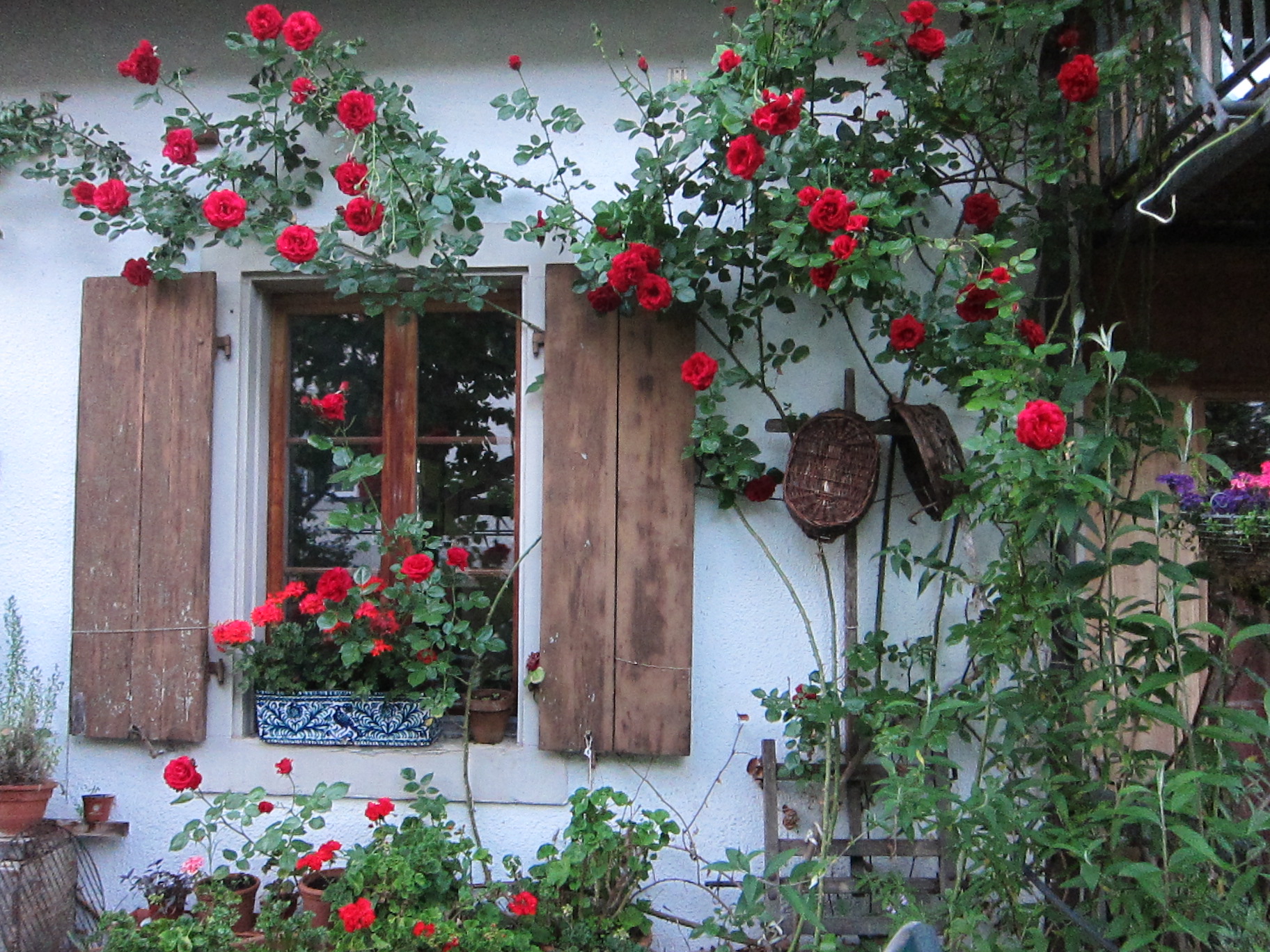 Rosen am Haus