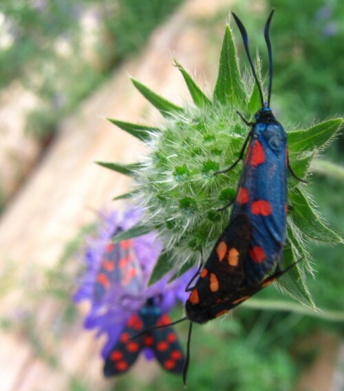 wpid-schmetterlinge.jpg