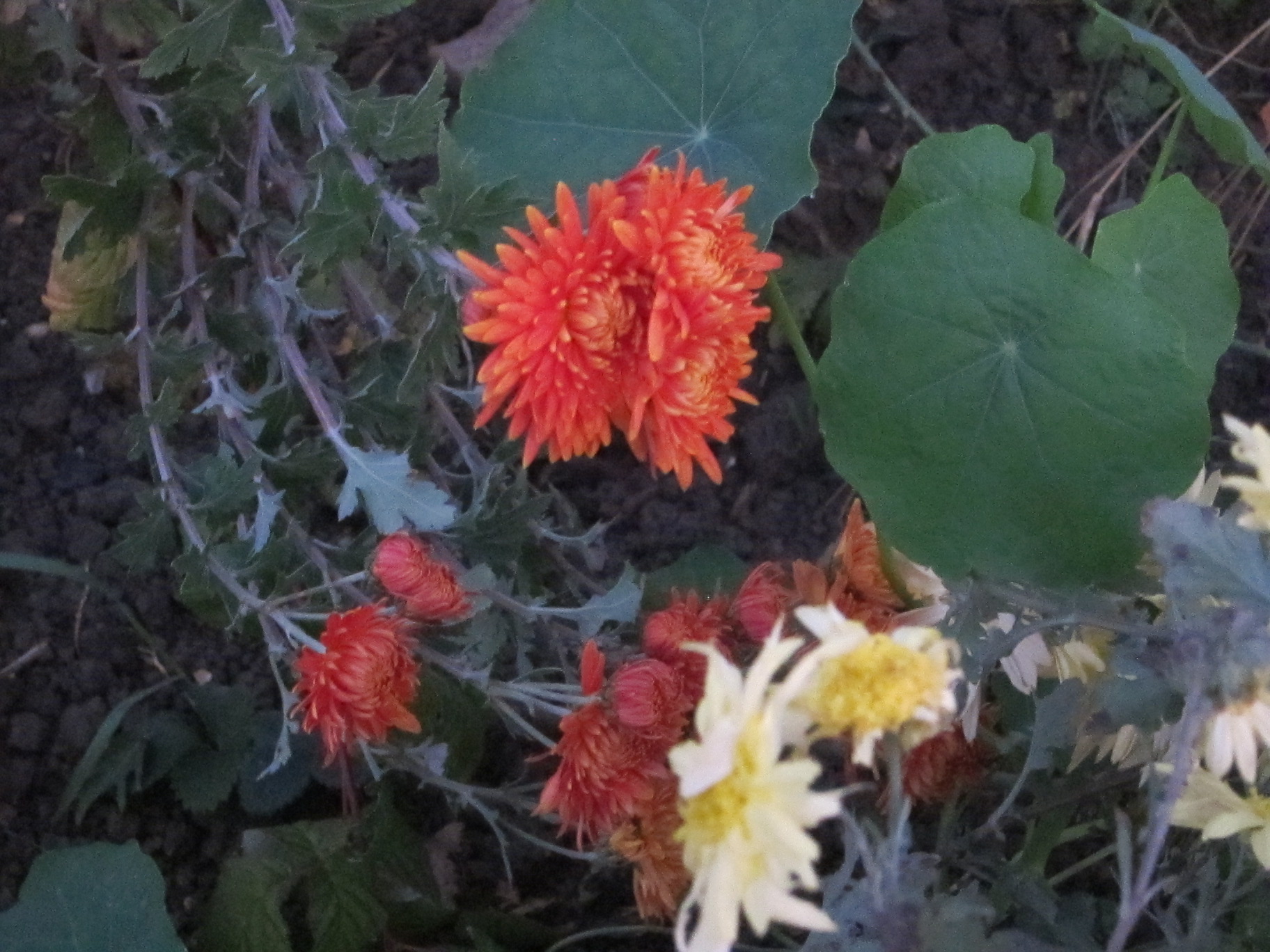 Herbstfarben Chrysanthemen