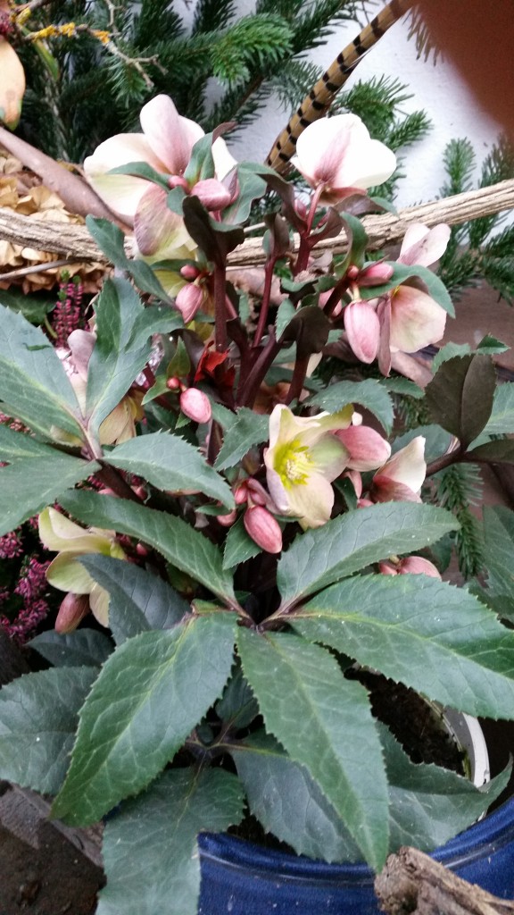 Christrose: Helleborus x ericsmithii